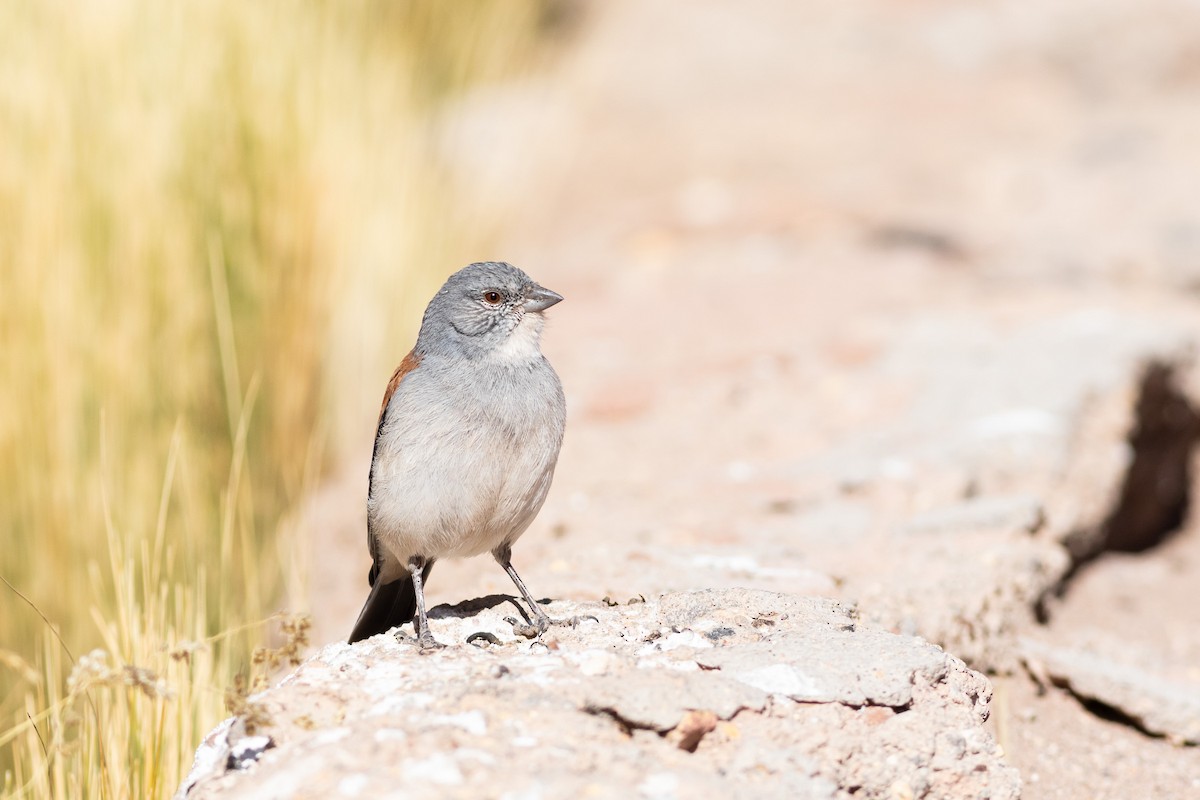 Red-backed Sierra Finch - Ariel Cabrera Foix