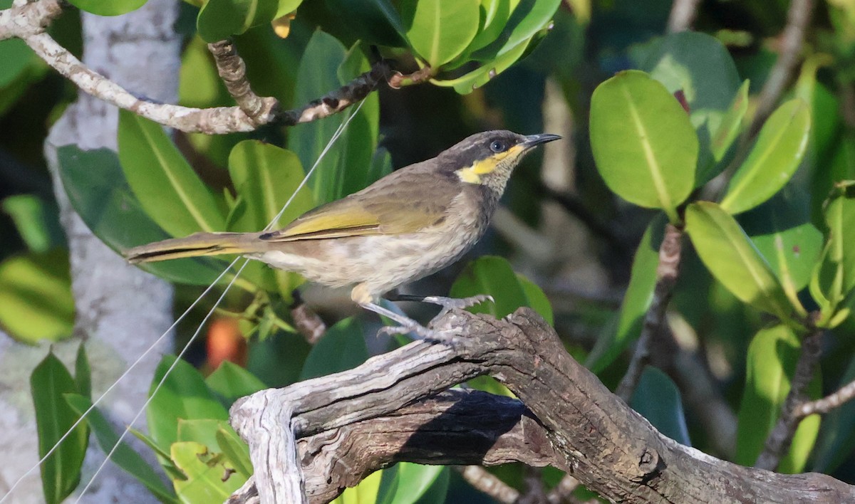 Mangrove Honeyeater - ML591781351