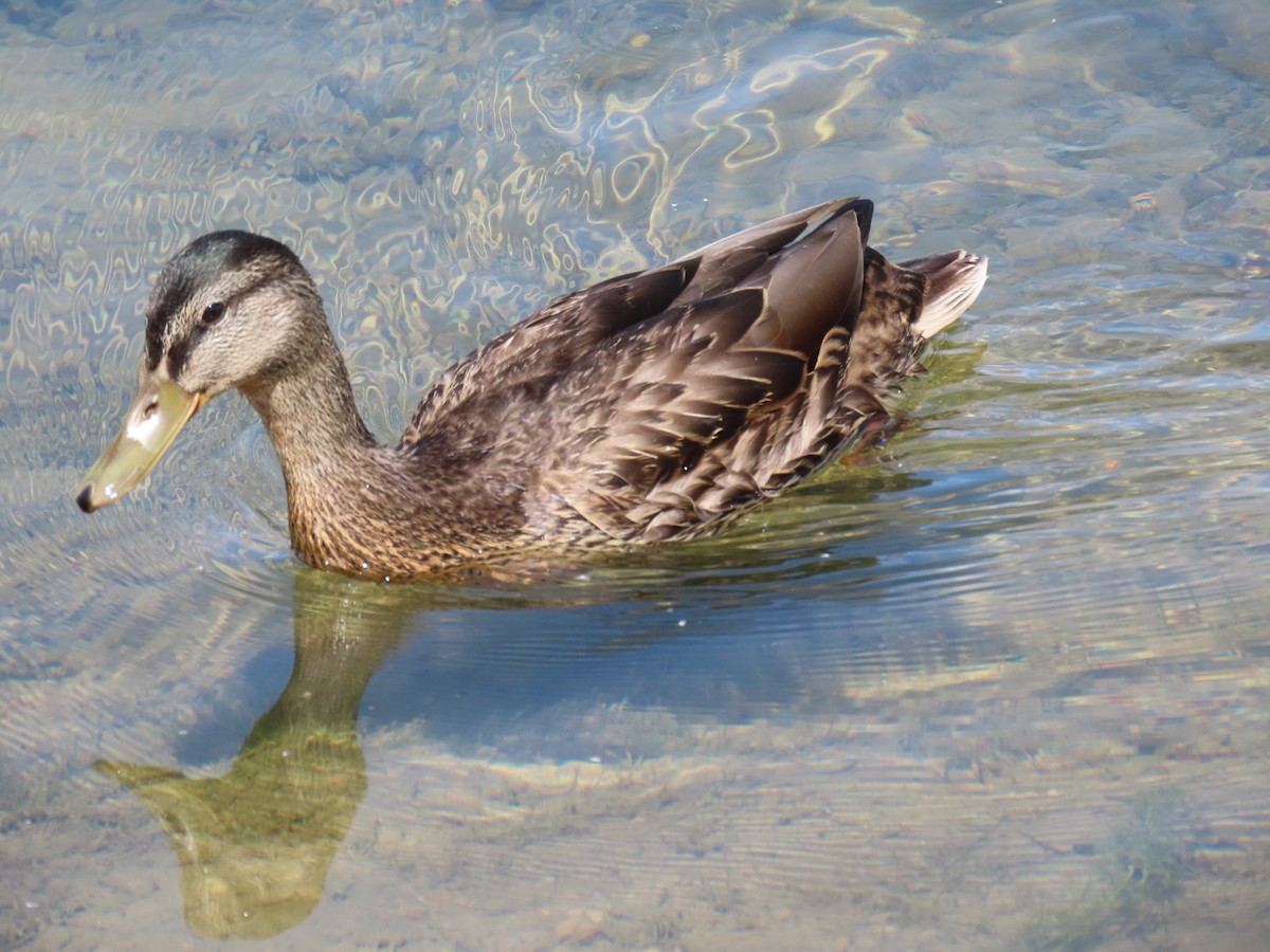 Canard colvert - ML591781571