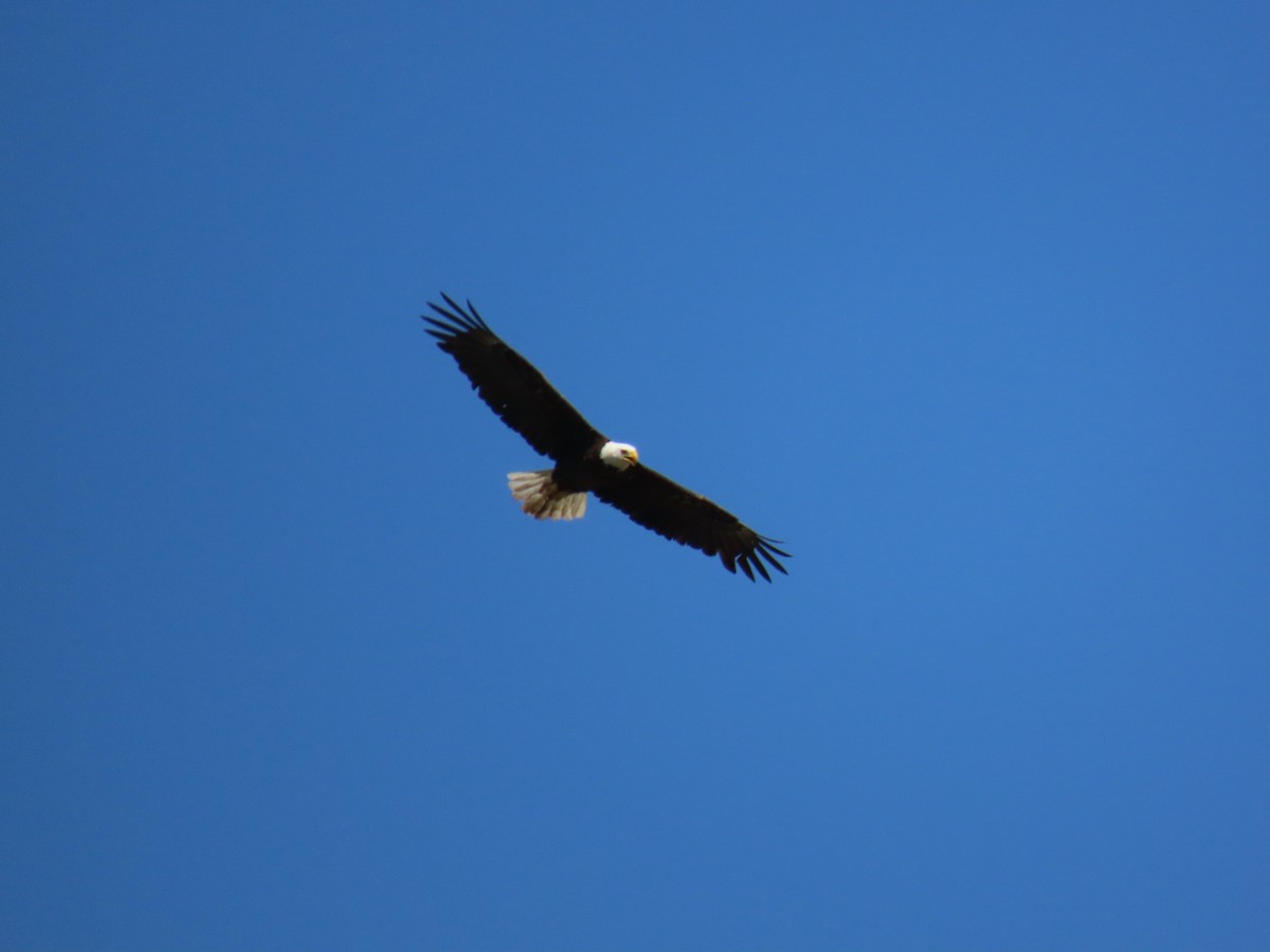 Bald Eagle - Todd Morris