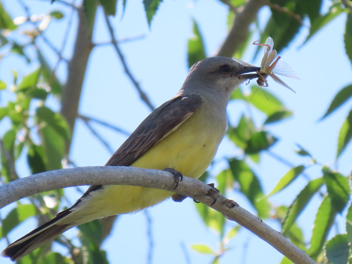 Western Kingbird - Todd Morris