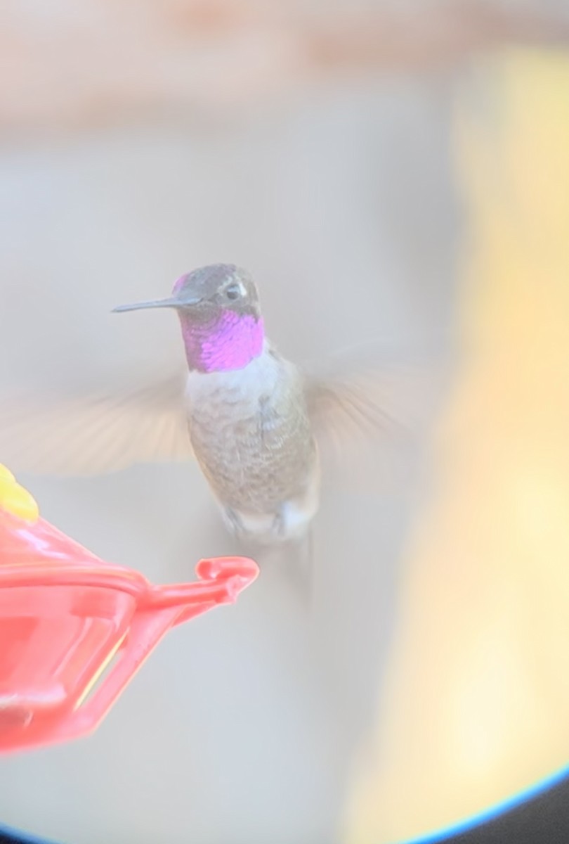 Black-chinned x Anna's Hummingbird (hybrid) - ML591782571