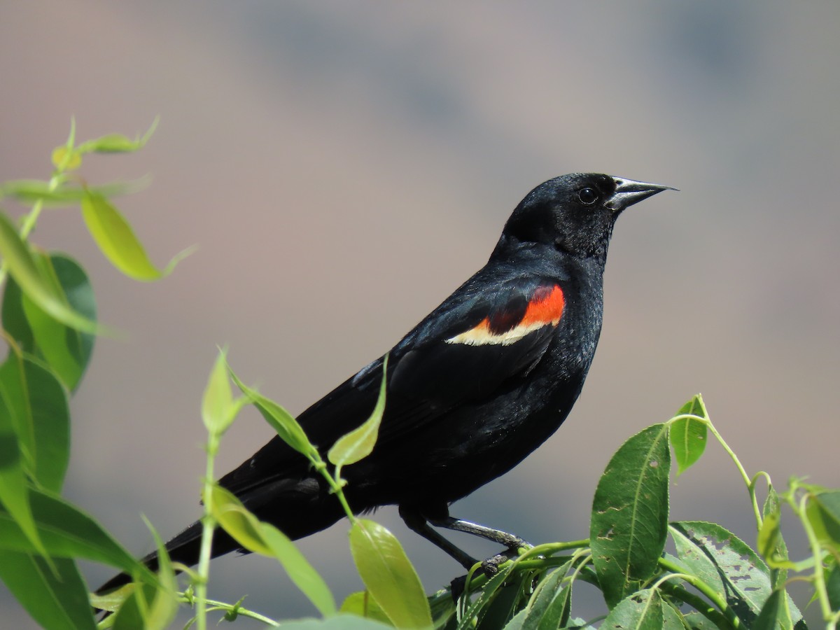 Red-winged Blackbird - Todd Morris