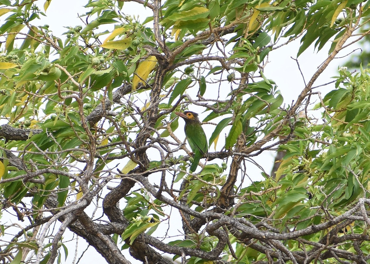 Brown-headed Barbet - Anand Birdlife