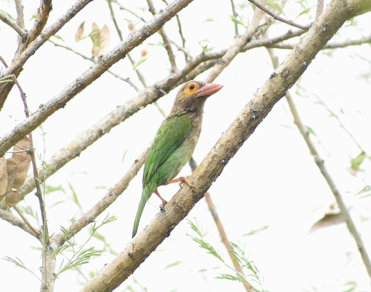 Brown-headed Barbet - Anand Birdlife