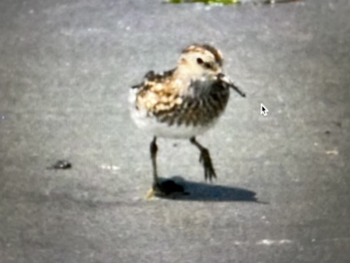 Least Sandpiper - ML591783841