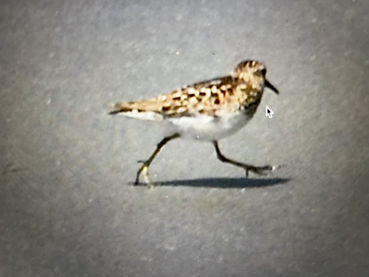 Least Sandpiper - ML591783861