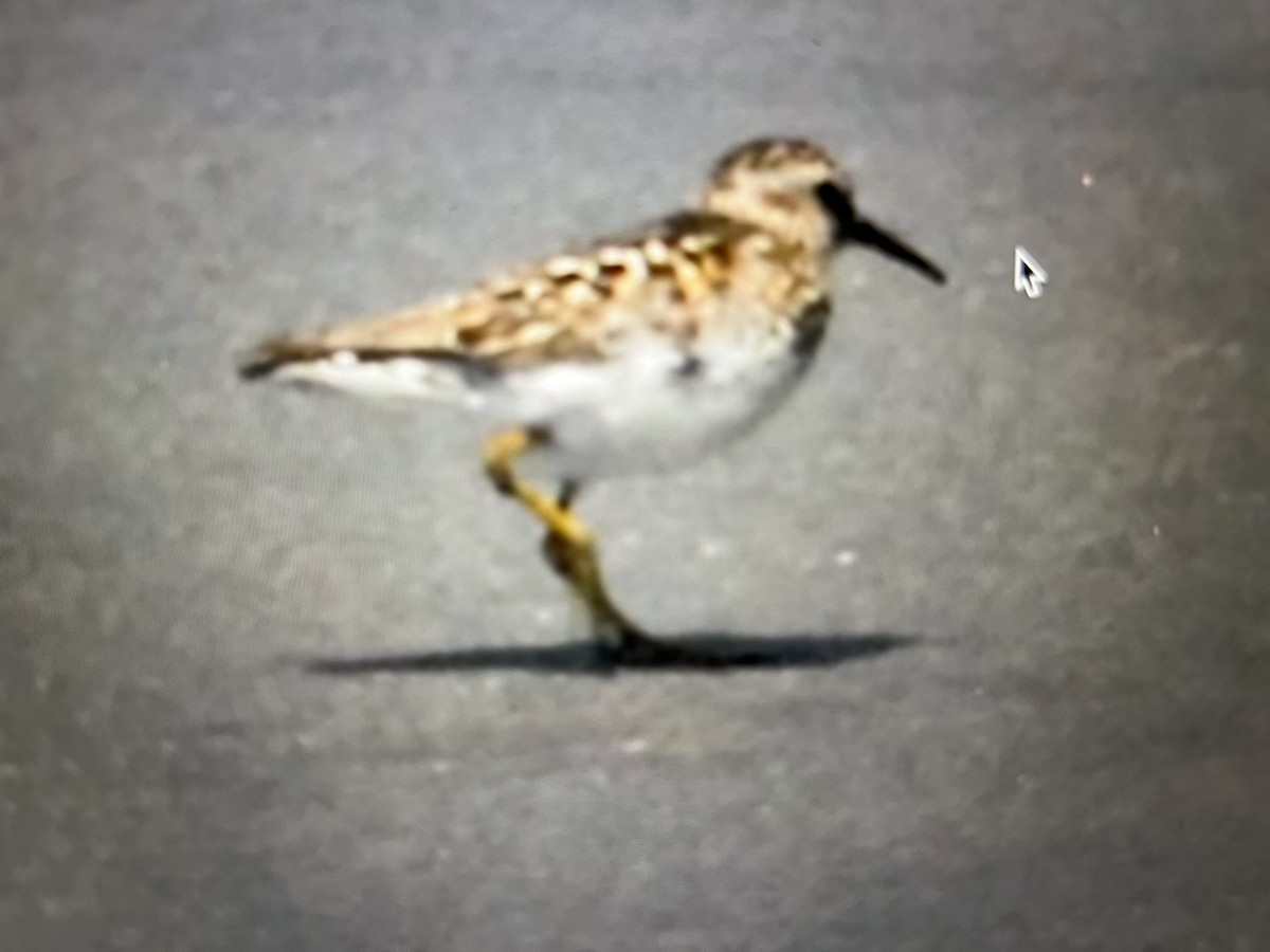 pygmésnipe - ML591783901