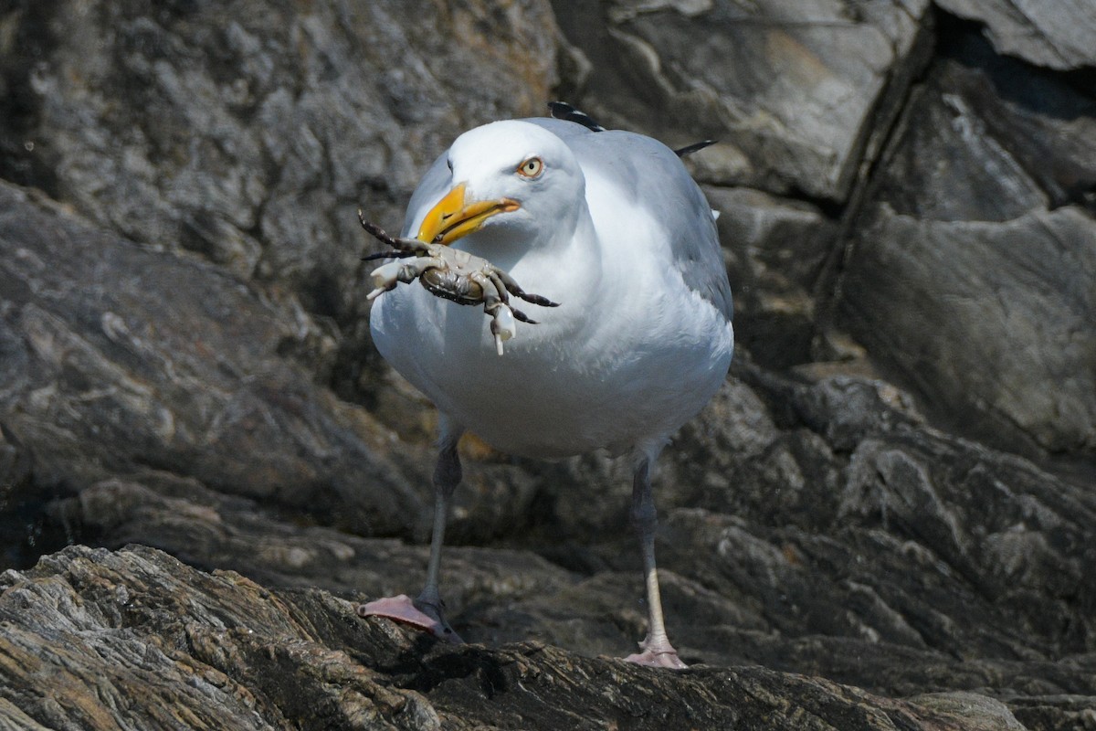 Herring Gull - ML591784371