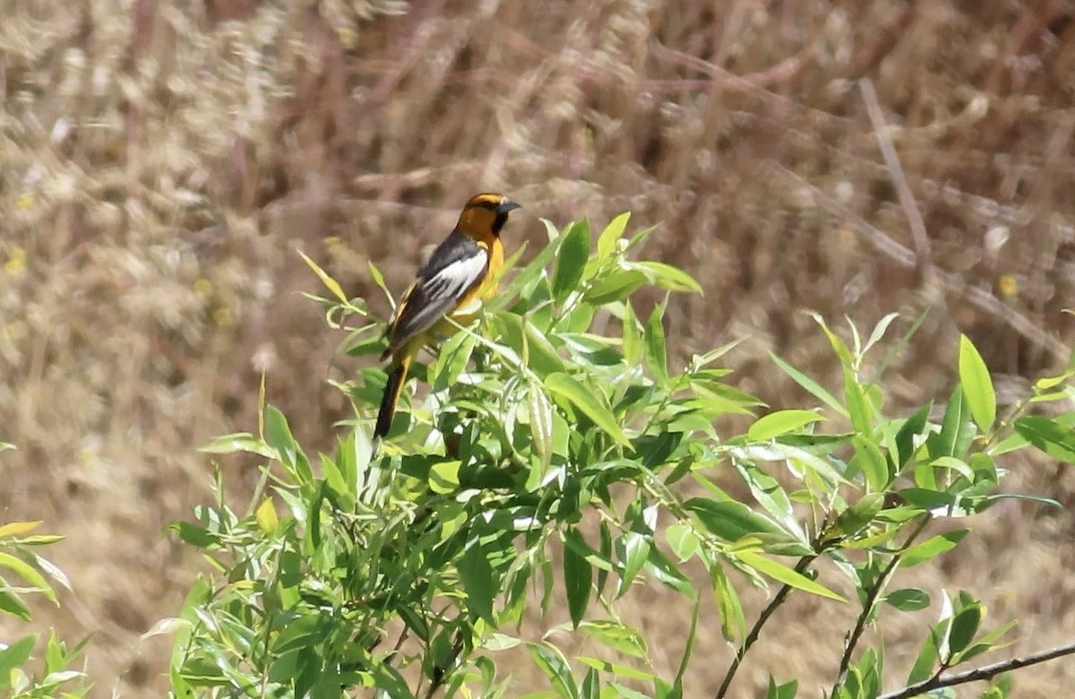 Bullock's Oriole - Petra Clayton