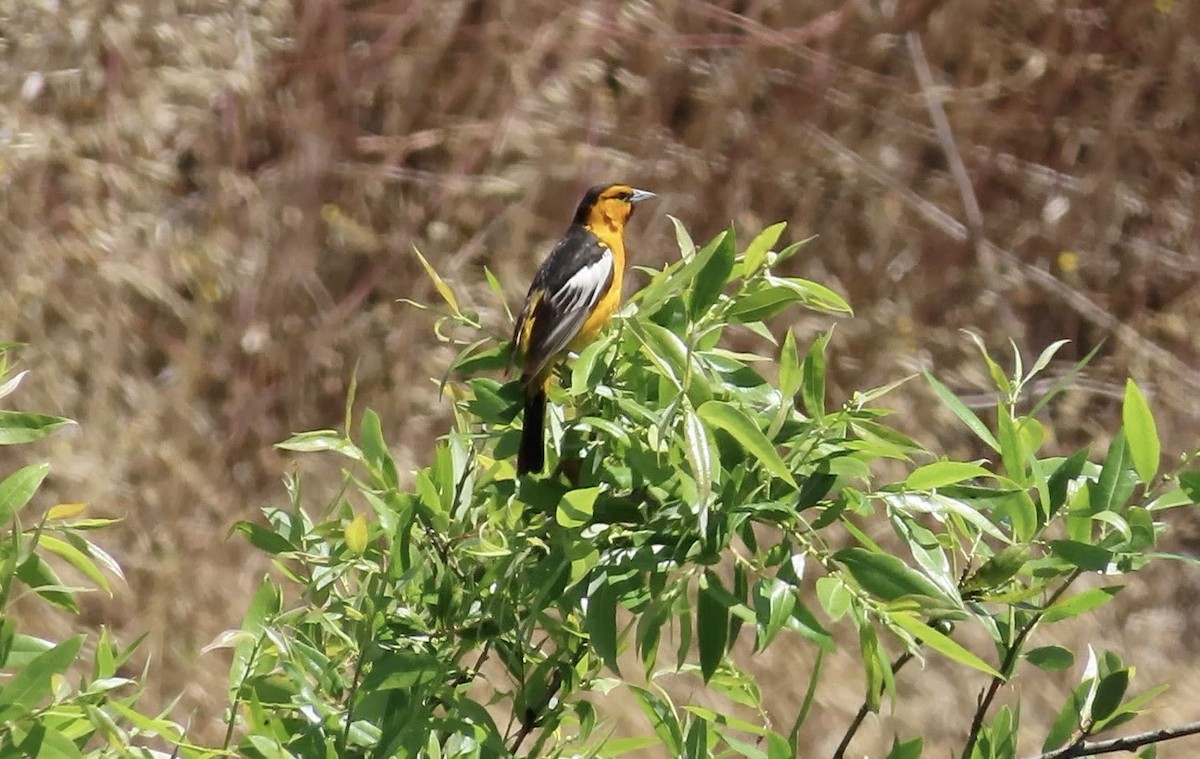 Oriole de Bullock - ML591784621