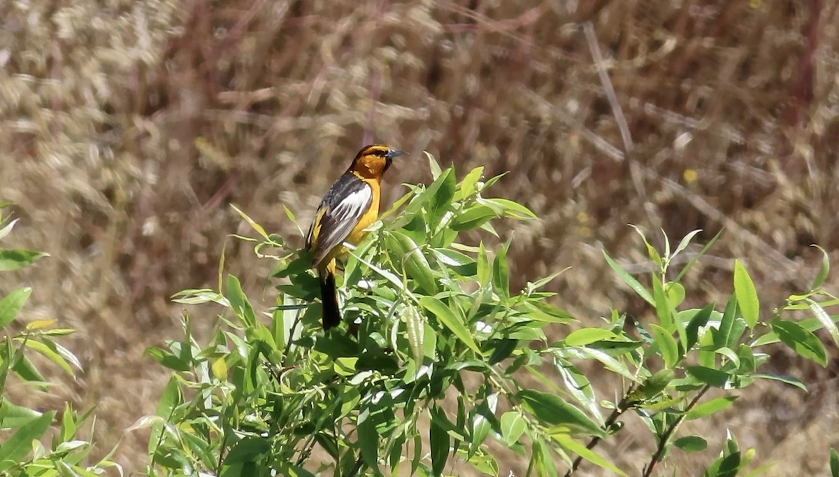 Bullock's Oriole - Petra Clayton