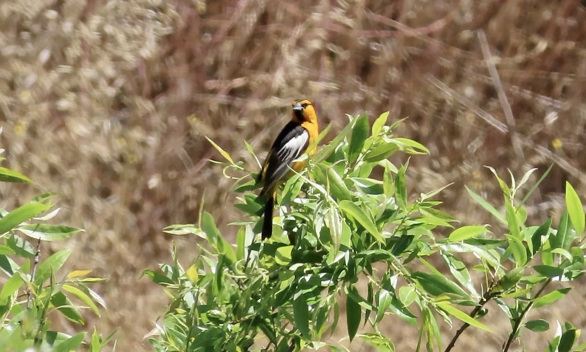 Bullock's Oriole - Petra Clayton