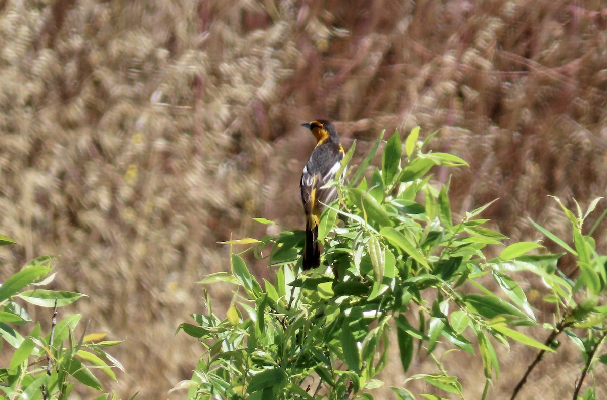 Bullock's Oriole - ML591784691