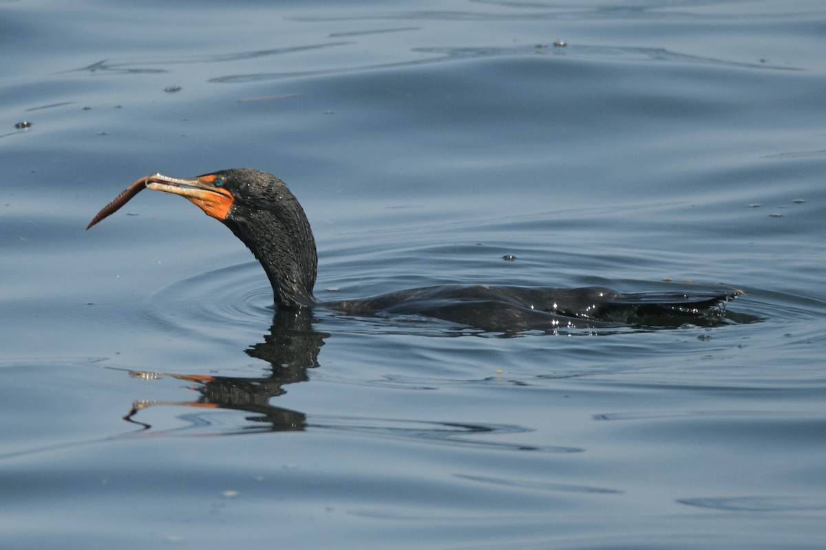 Double-crested Cormorant - Sven F