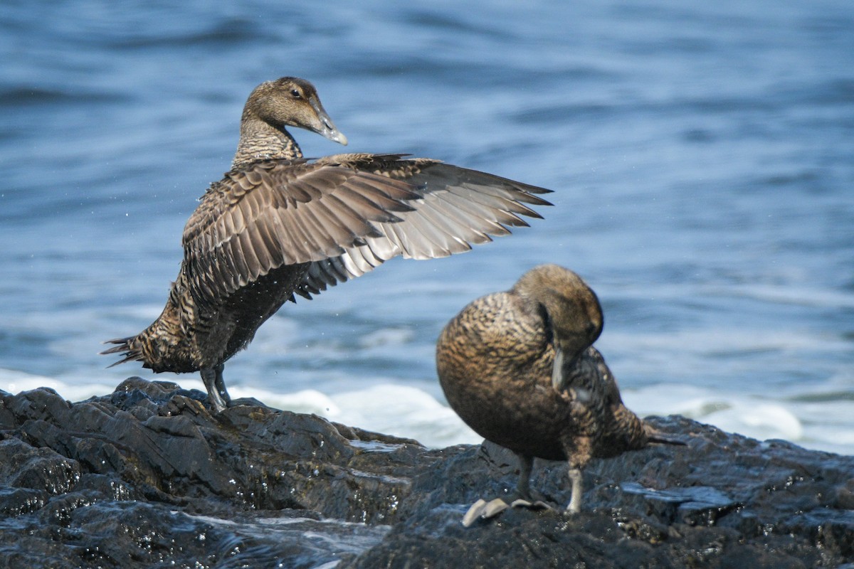 Common Eider - Sven F