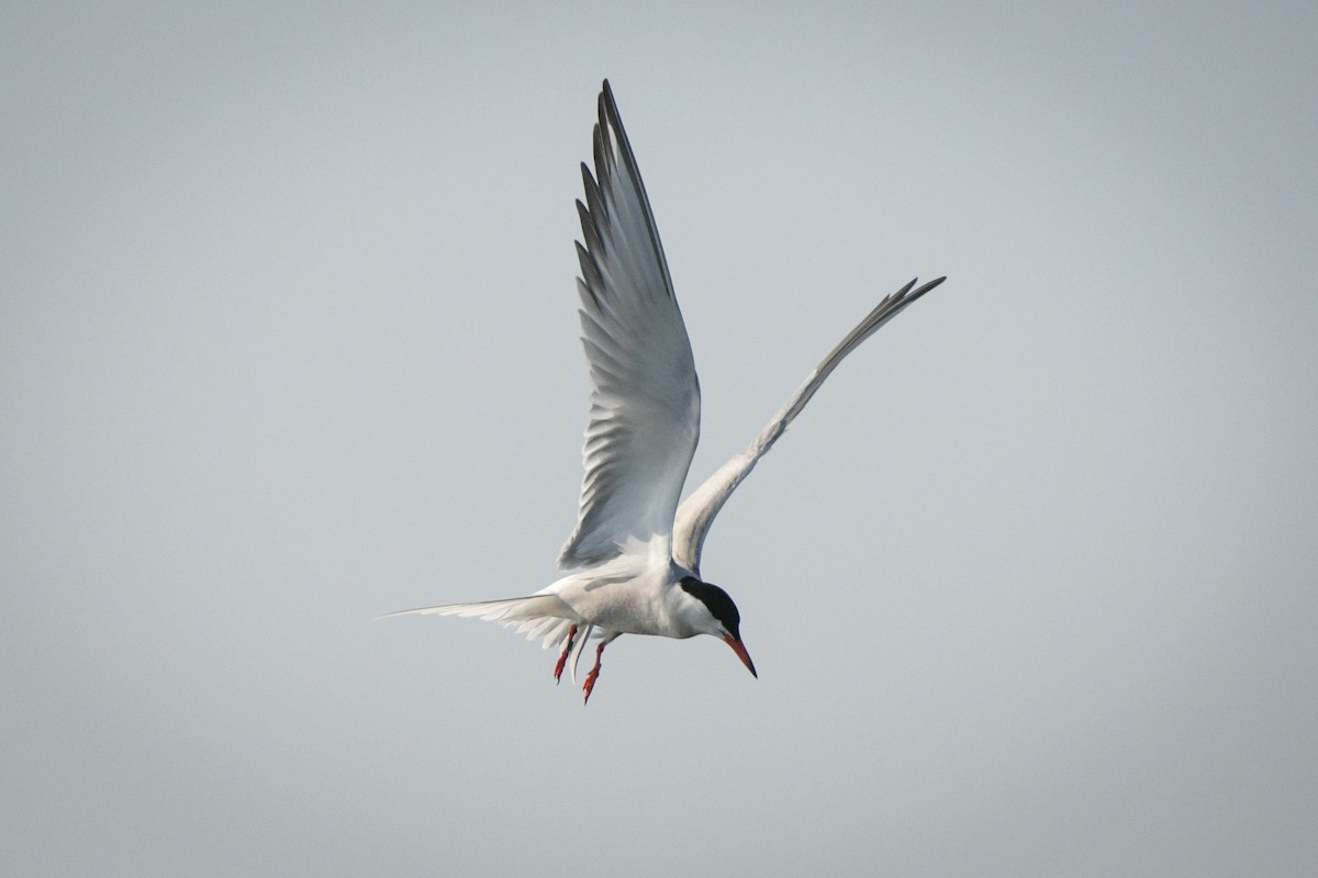 Common Tern - Sven F