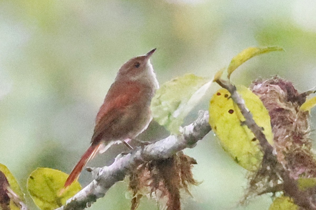 Red-faced Spinetail - ML591786591