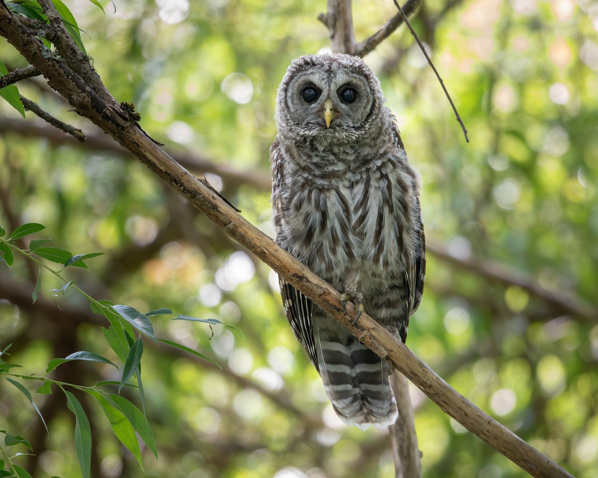 Barred Owl - ML591787241