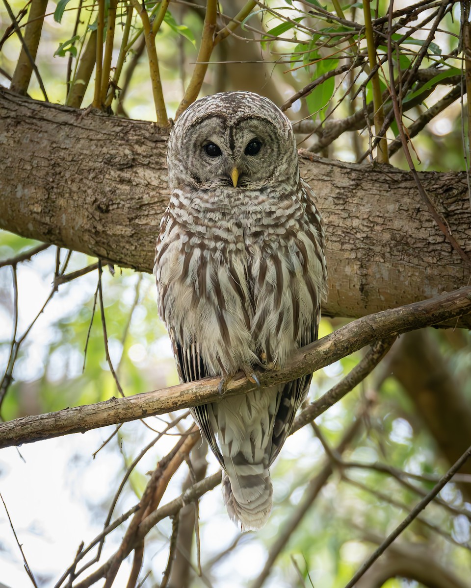 Barred Owl - ML591787251