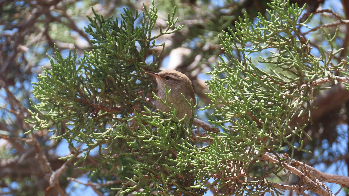 Bewick's Wren - ML591787431