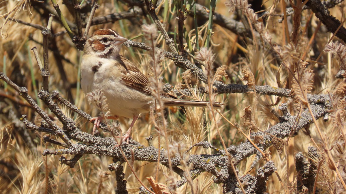 Lark Sparrow - ML591787471