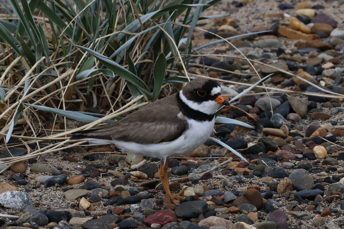 Semipalmated Plover - A & C Tennant