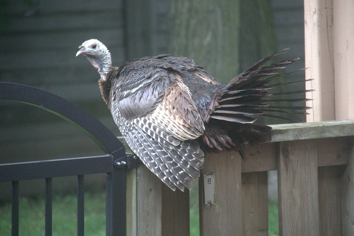 Wild Turkey - ML591787651
