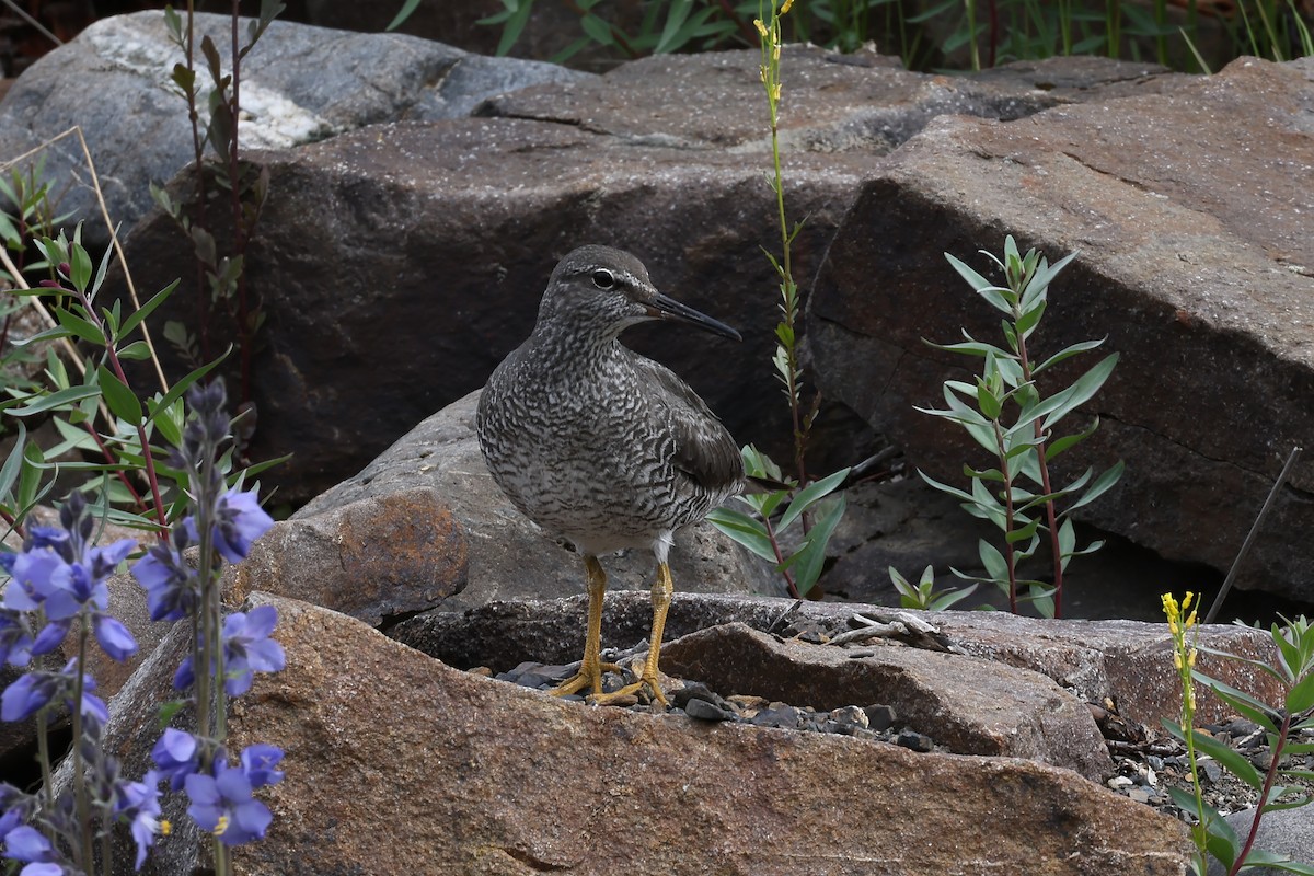 Wandering Tattler - A & C Tennant