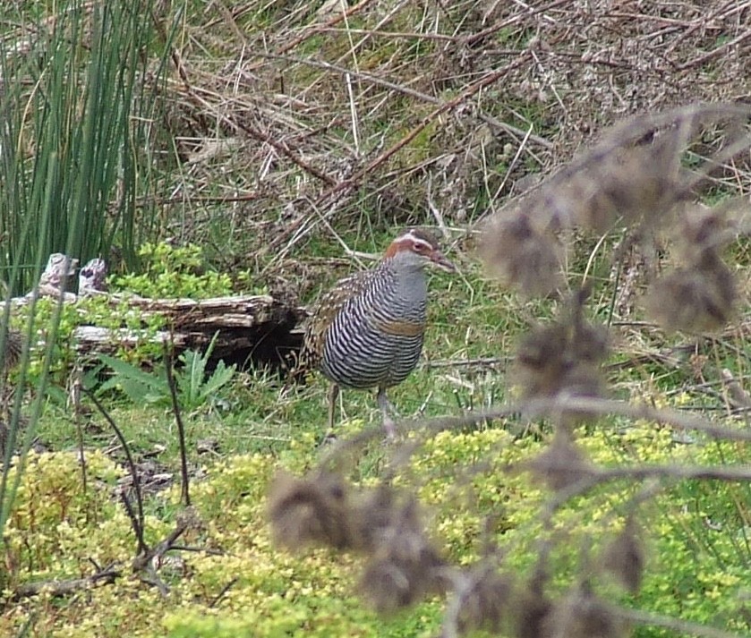 Buff-banded Rail - ML591787891
