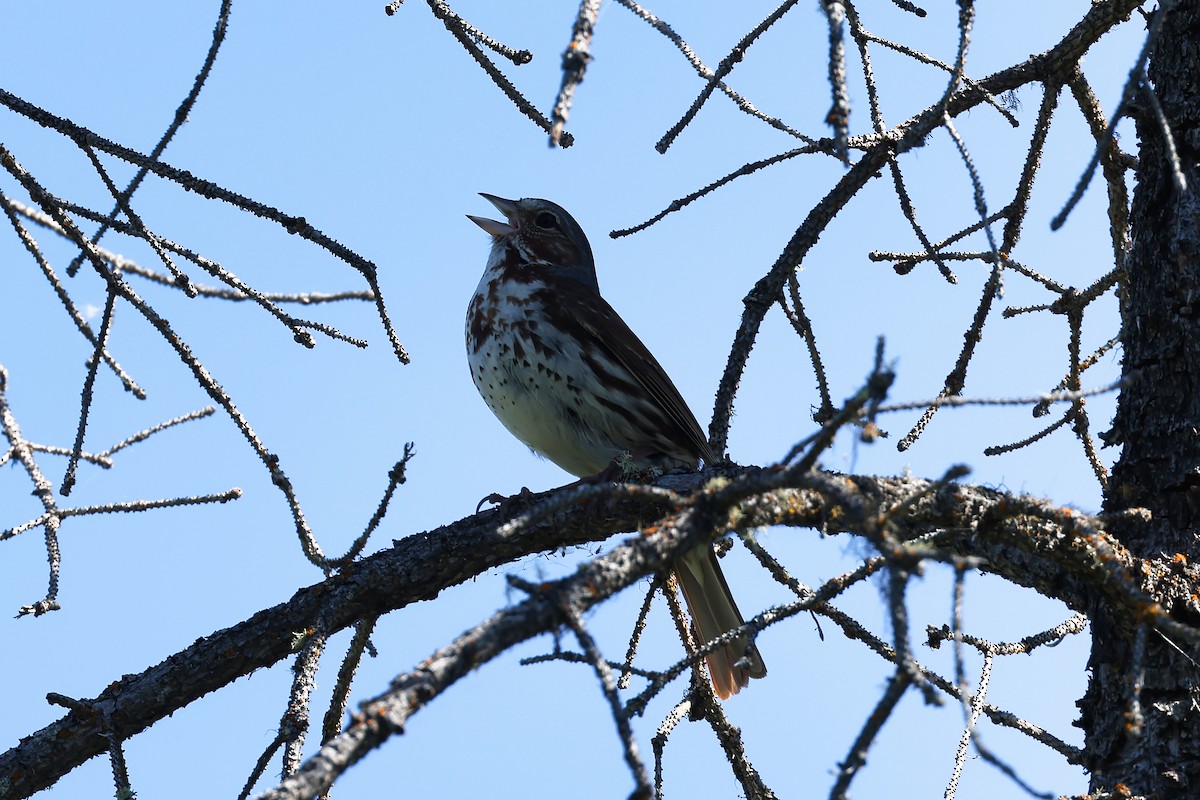 Fox Sparrow - ML591787951