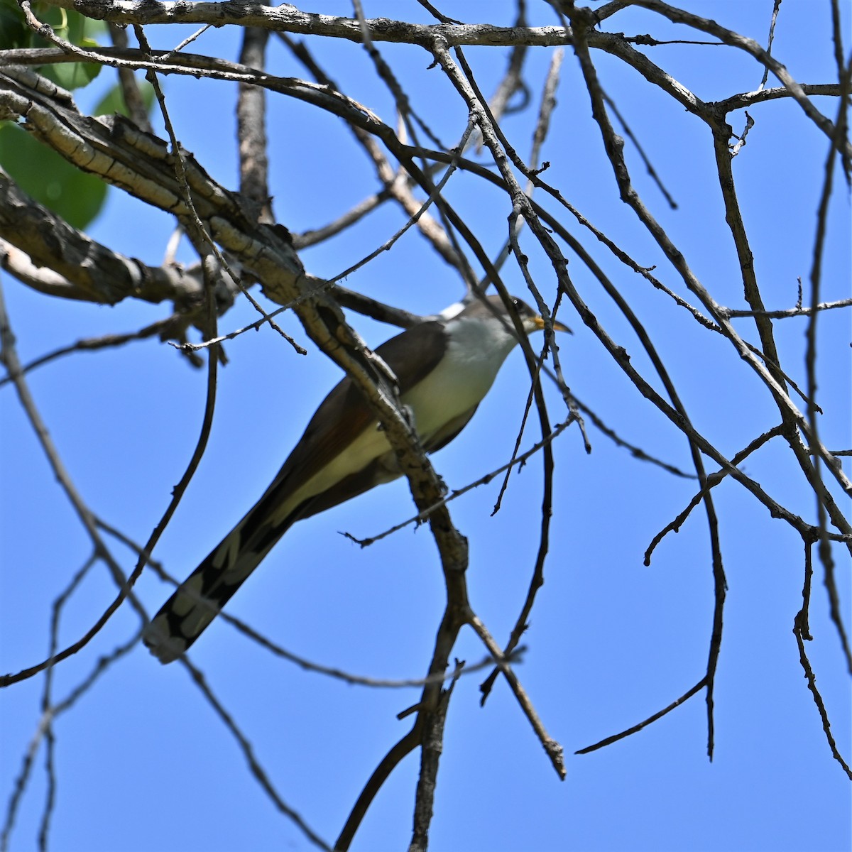 Yellow-billed Cuckoo - Ronnie Reed