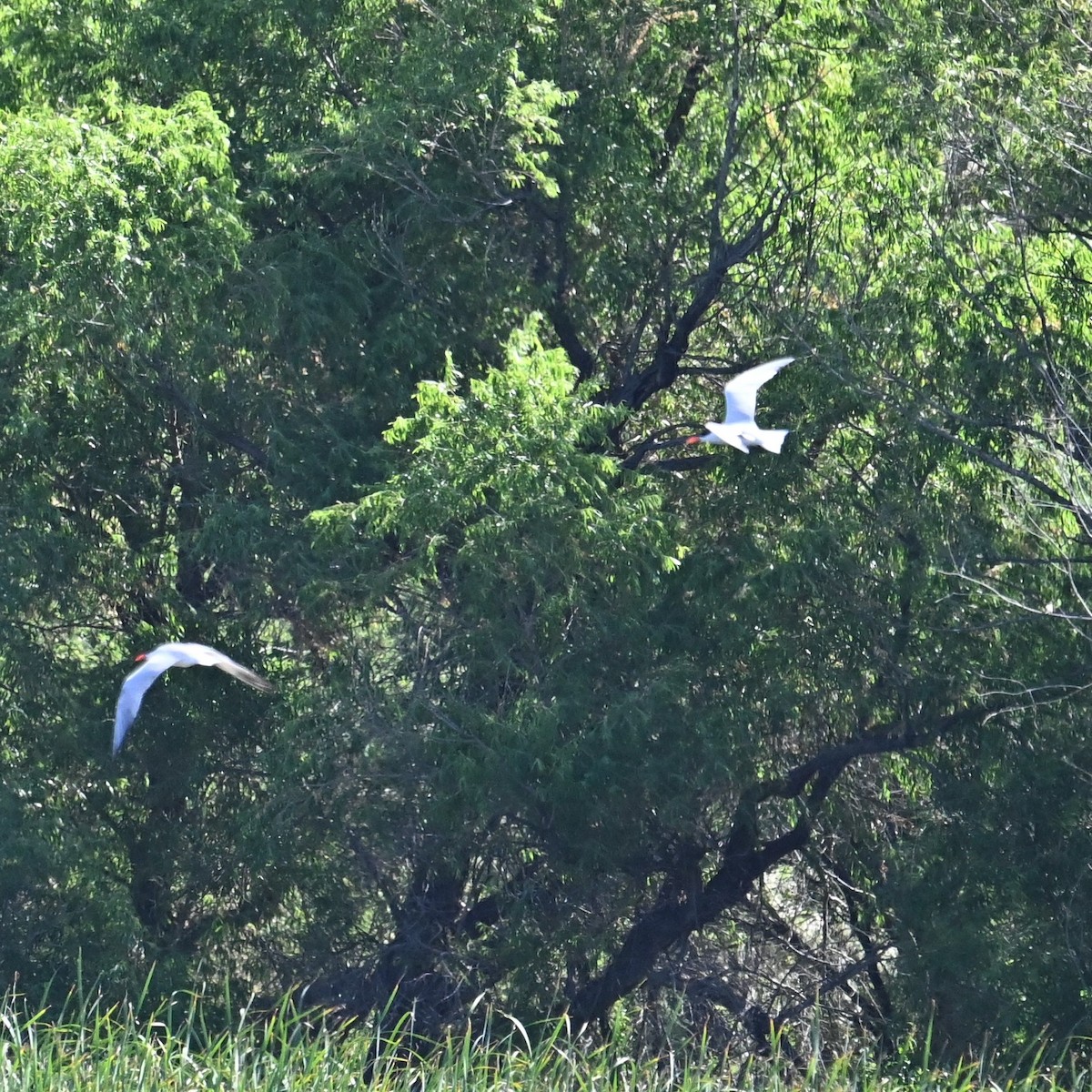 Caspian Tern - ML591788451