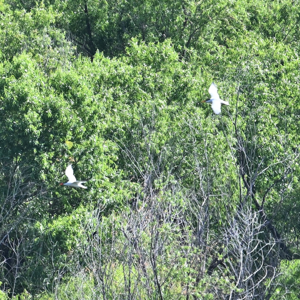 Caspian Tern - ML591788461