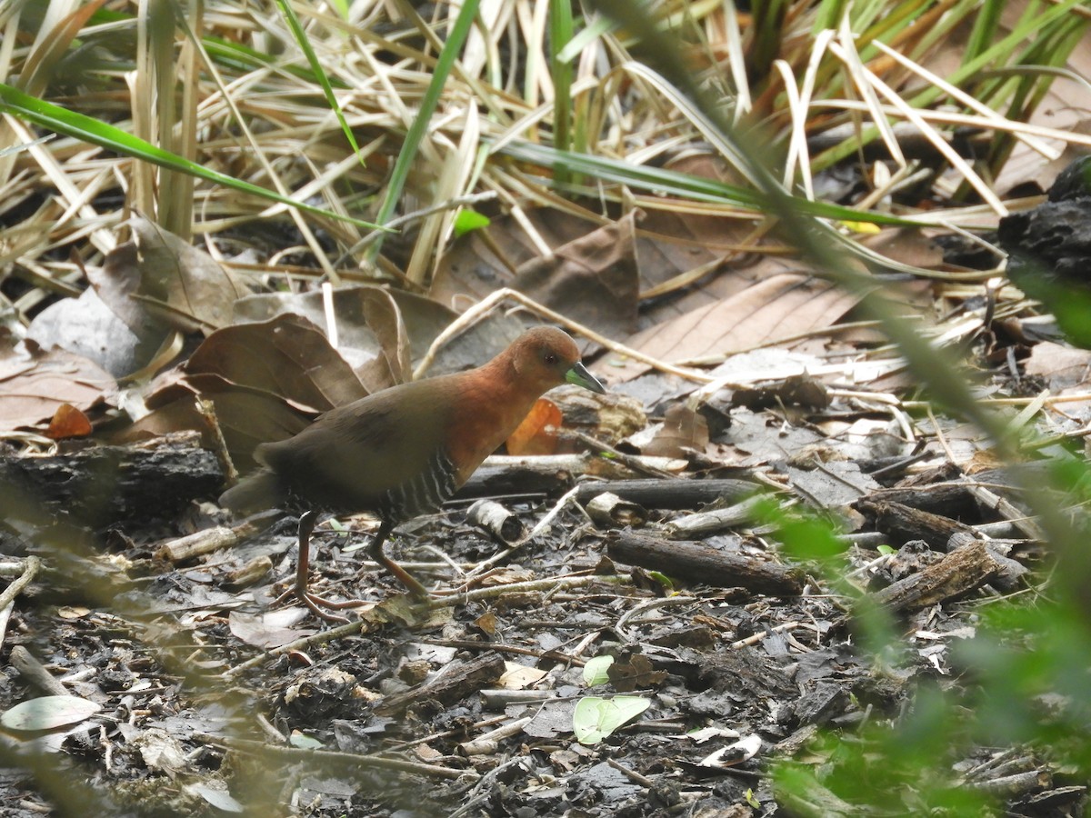 White-throated Crake - ML591788651