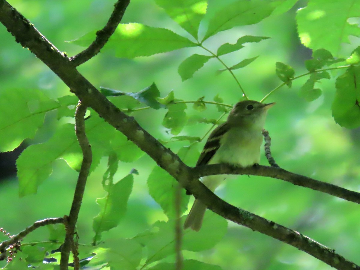 Acadian Flycatcher - ML591788701