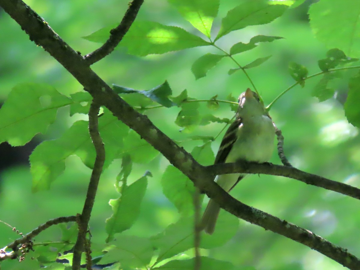 Acadian Flycatcher - ML591788741