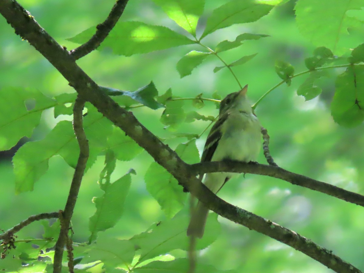 Acadian Flycatcher - ML591788771