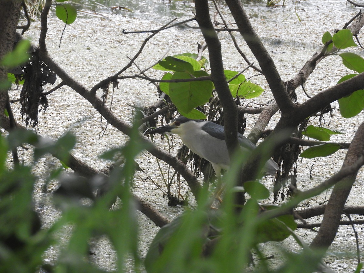 Black-crowned Night Heron - ML591790151