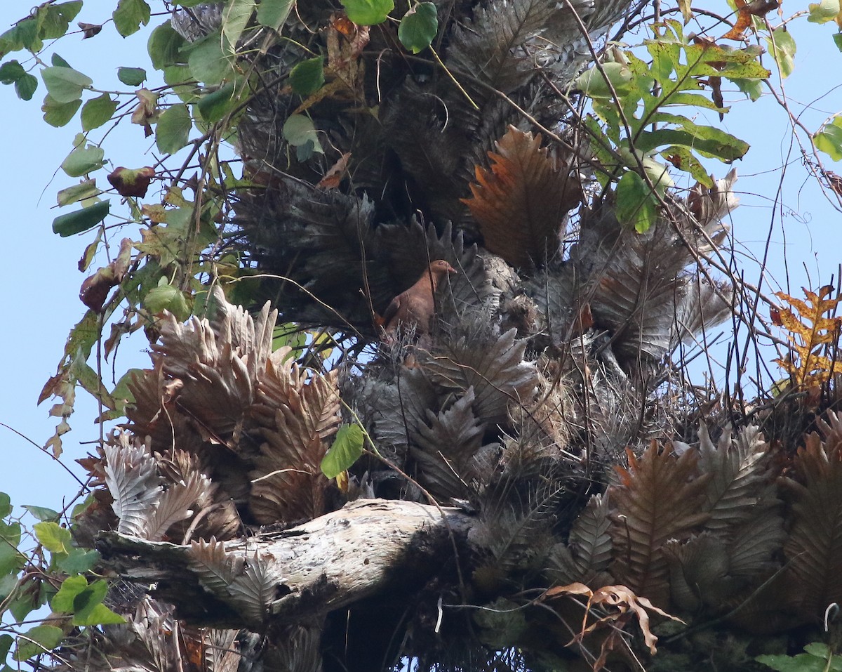 Ruddy Cuckoo-Dove - ML591790301