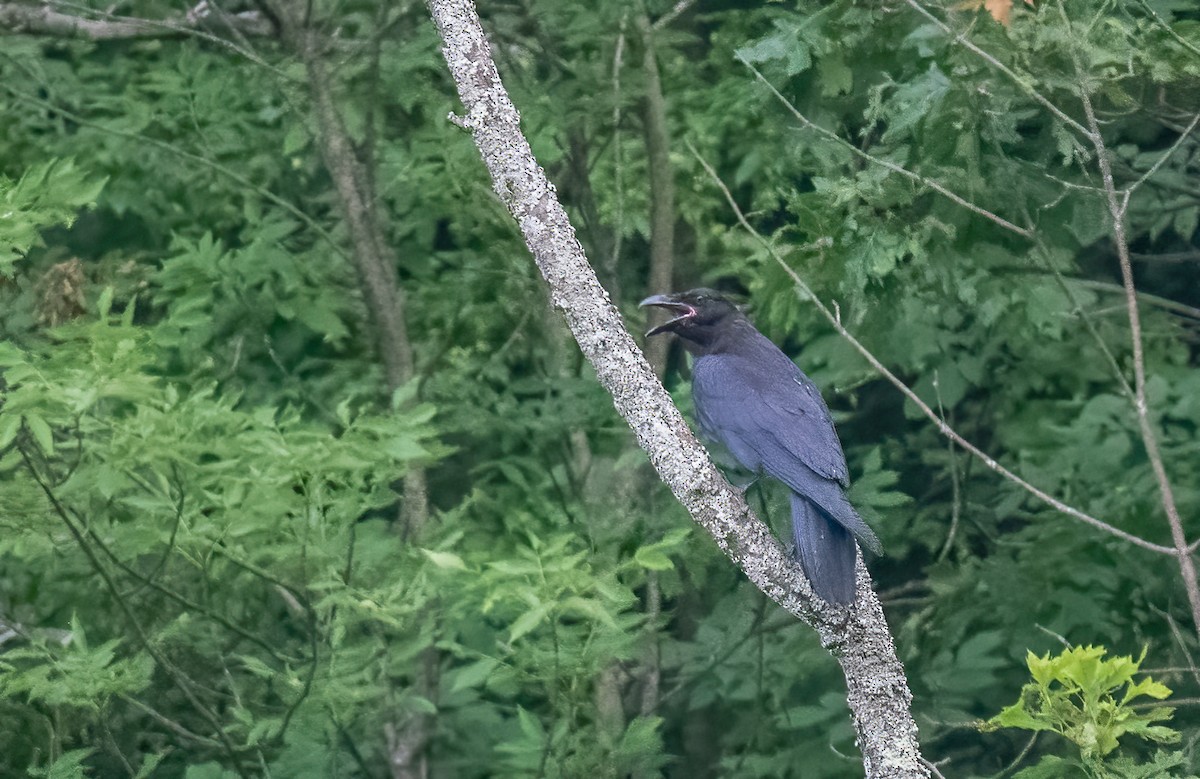 Common Raven - ML591790611