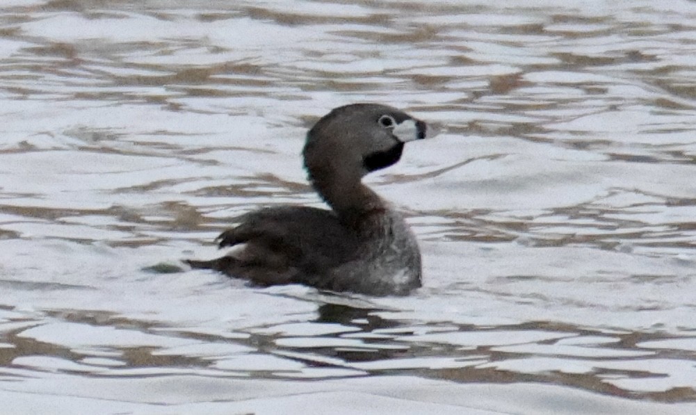 Pied-billed Grebe - ML591791521