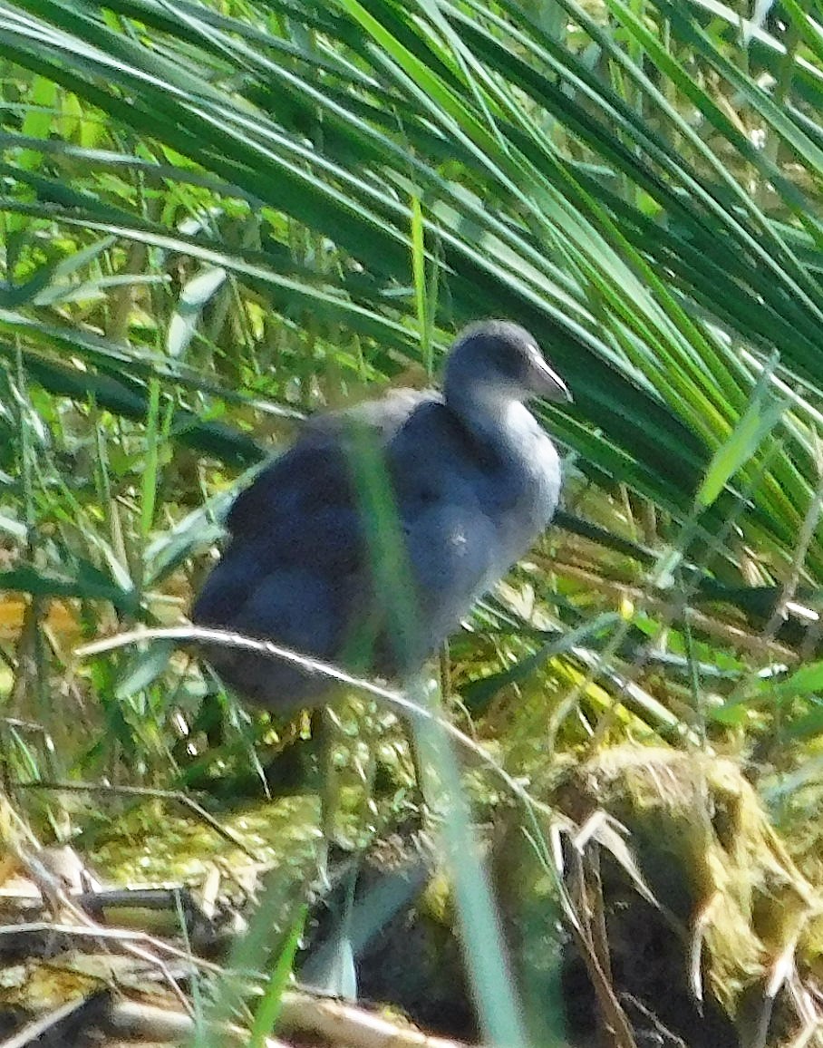 American Coot - Wally Tomlinson