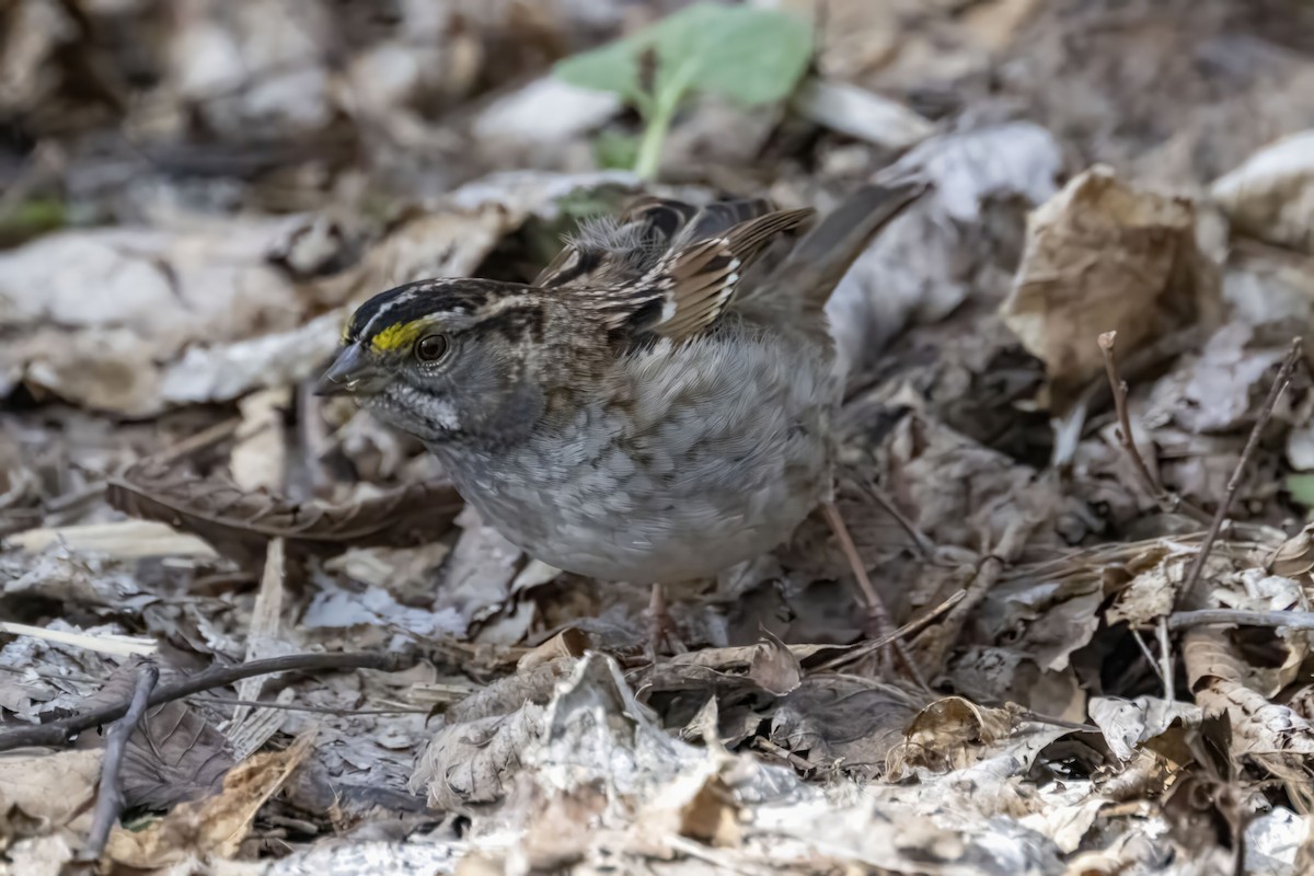 White-throated Sparrow - Caleb Myers