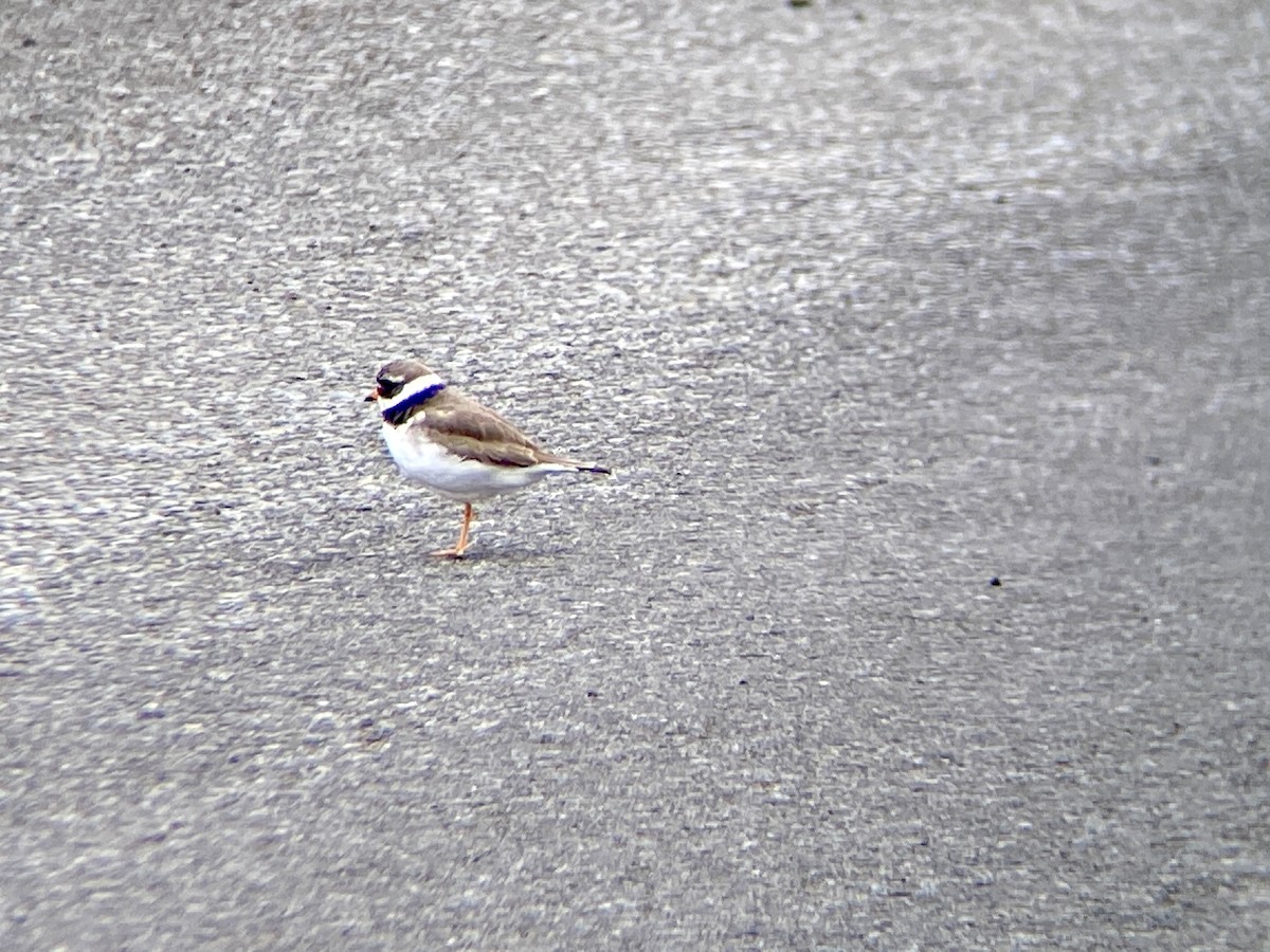 Common Ringed Plover - ML591792571