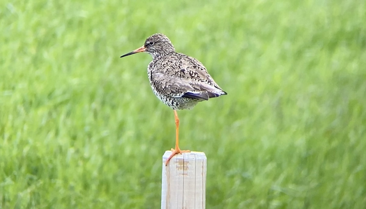 Common Redshank - ML591792771
