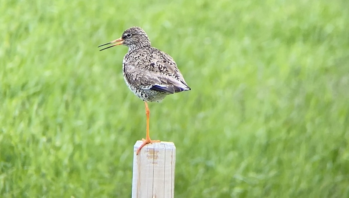 Common Redshank - ML591792781