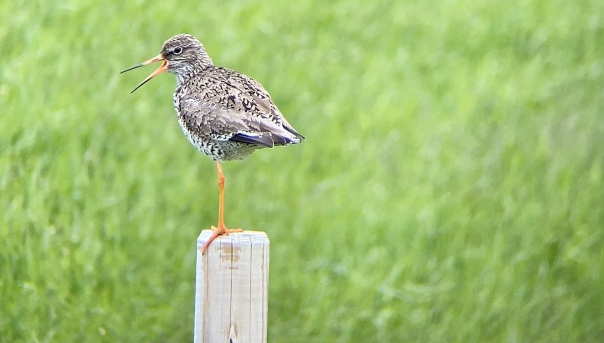 Common Redshank - ML591792791