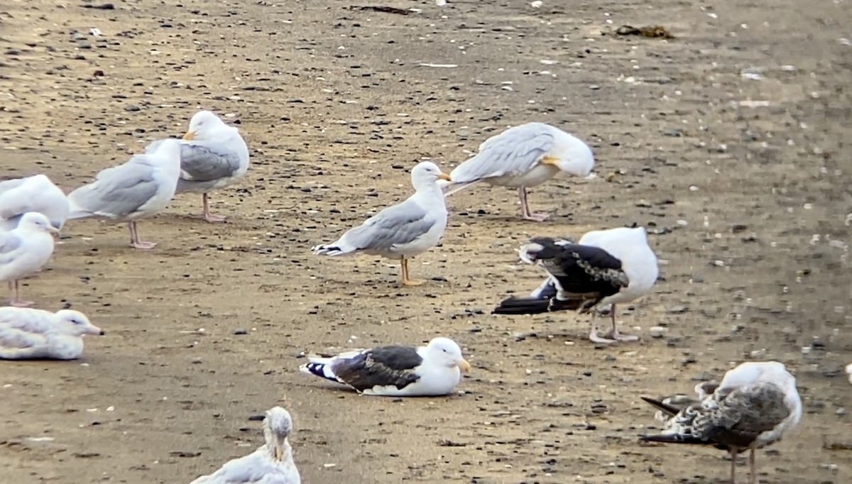 European Herring Gull - ML591792861