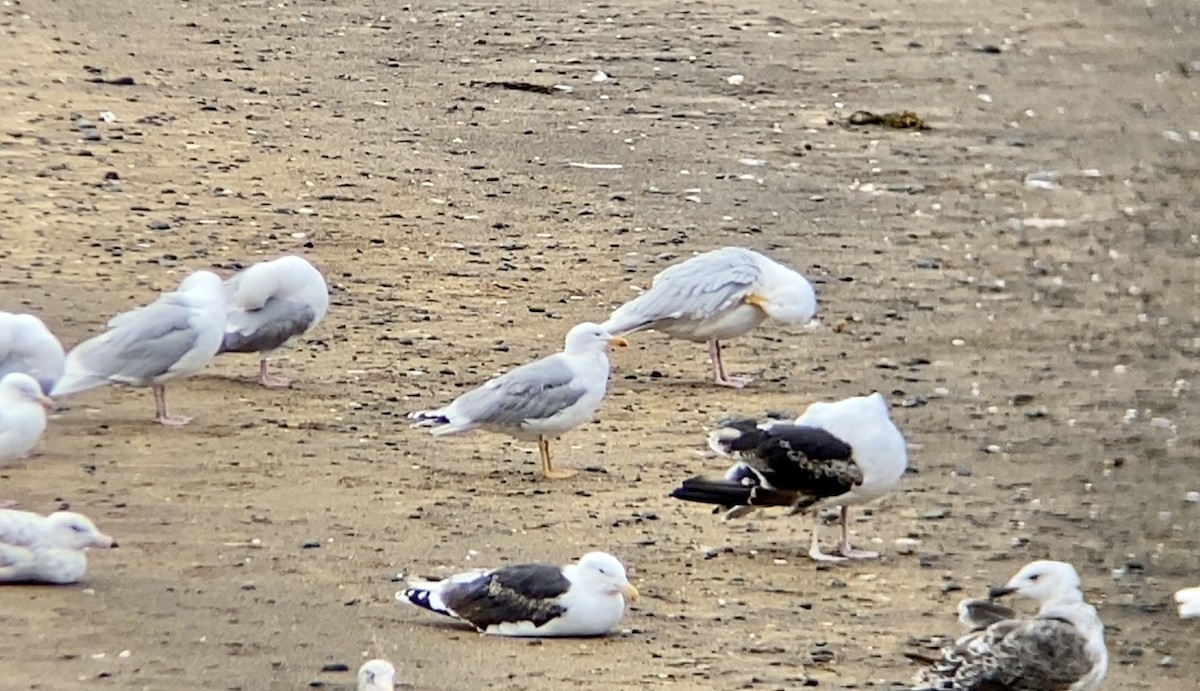 European Herring Gull - ML591792871